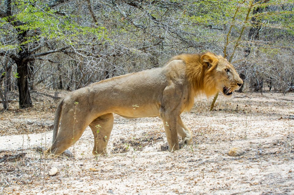 Safari Trip Selous